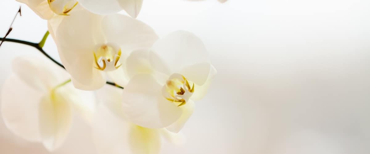 Dermatology, Laser, & Vein Specialists of the Carolinas, med spa and aesthetic clinic in Charlotte